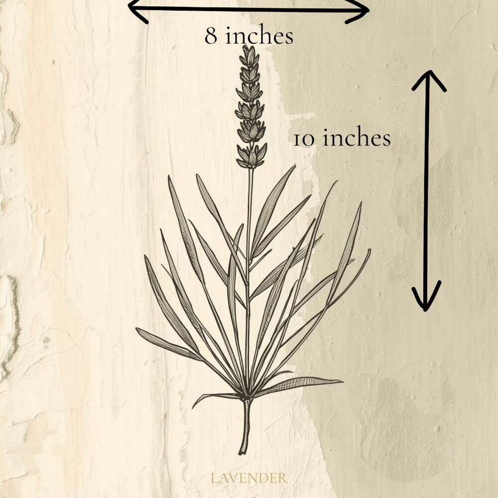 NEW Lavender Linen - Botanical Study, Vintage French Country Herb Print 8 x 10 - Picture 4 of 5